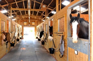 Barn Horse
